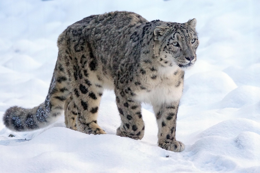 Wildlife Safaris